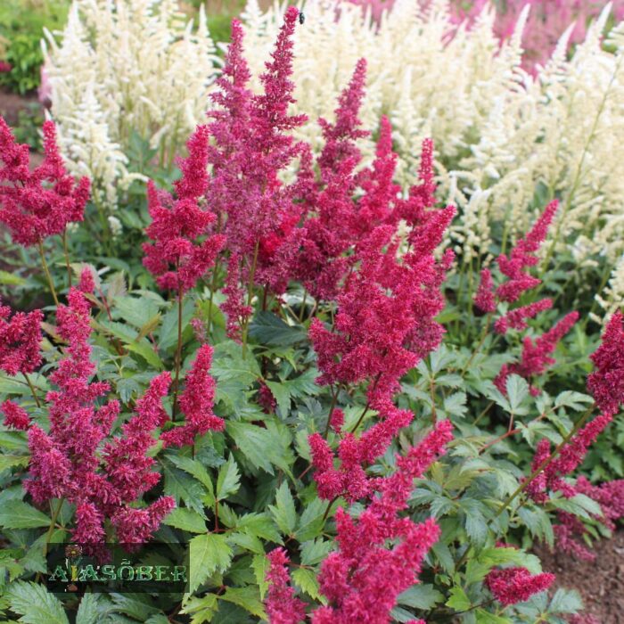 Arendsi astilbe 'Fanal' - Image 3