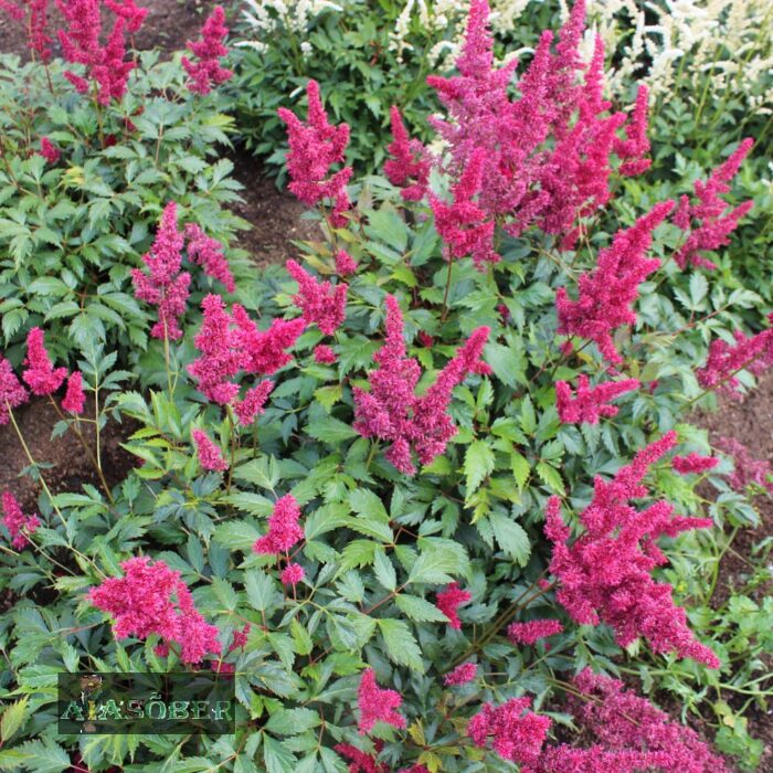 Arendsi astilbe 'Fanal' - Image 4