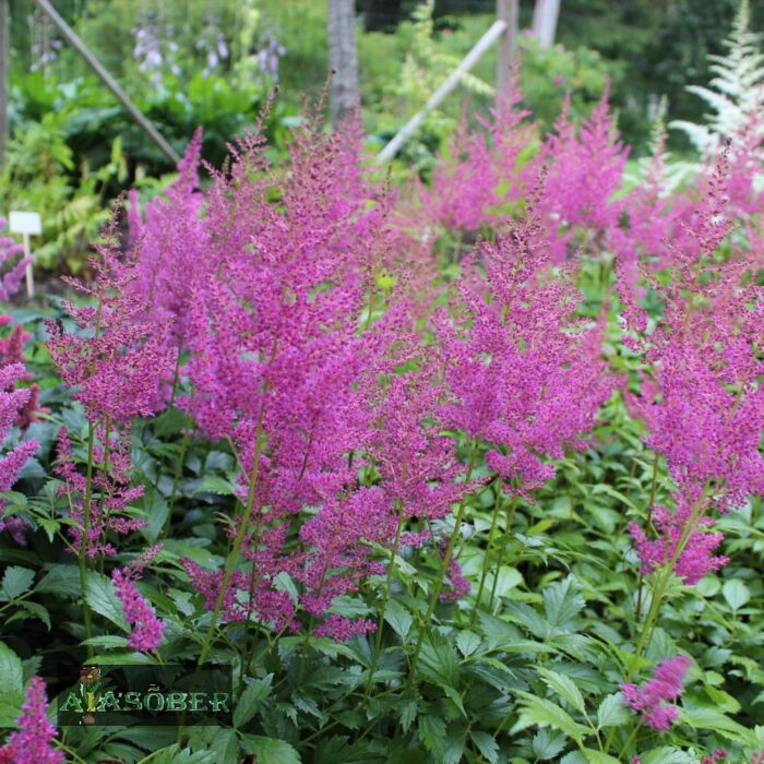 Jaapani astilbe 'Rheinland'