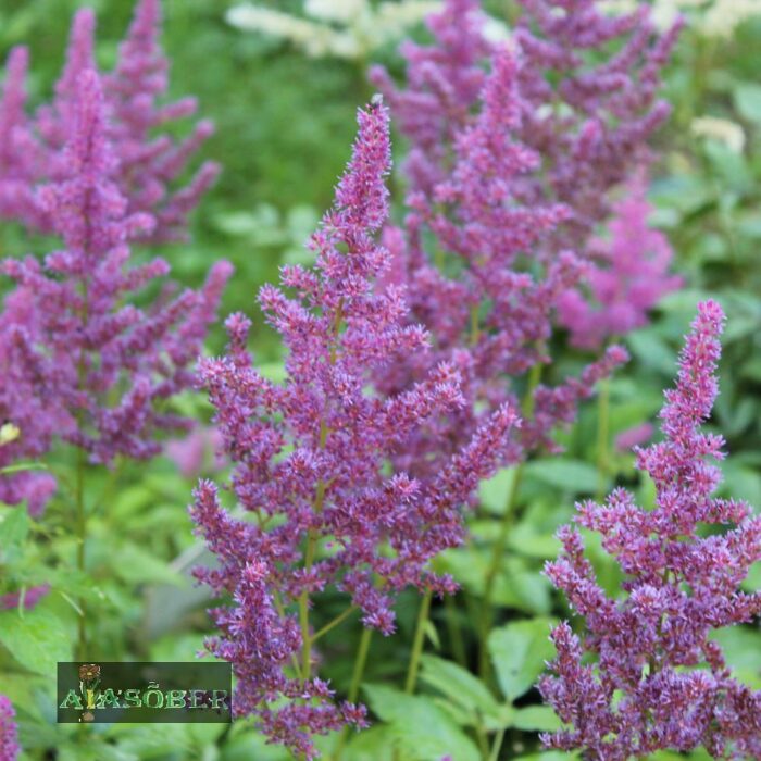 Jaapani astilbe 'Rheinland' - Image 2