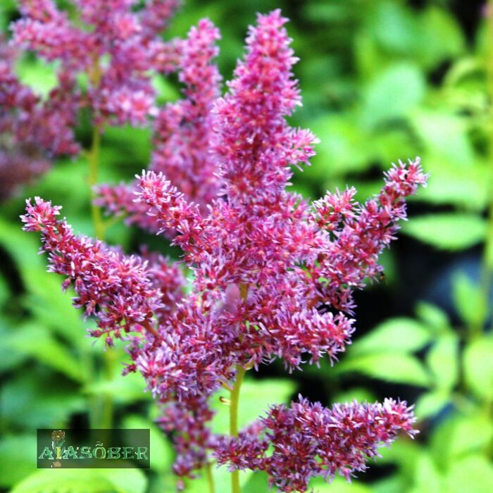 Jaapani astilbe 'Rheinland' - Image 3