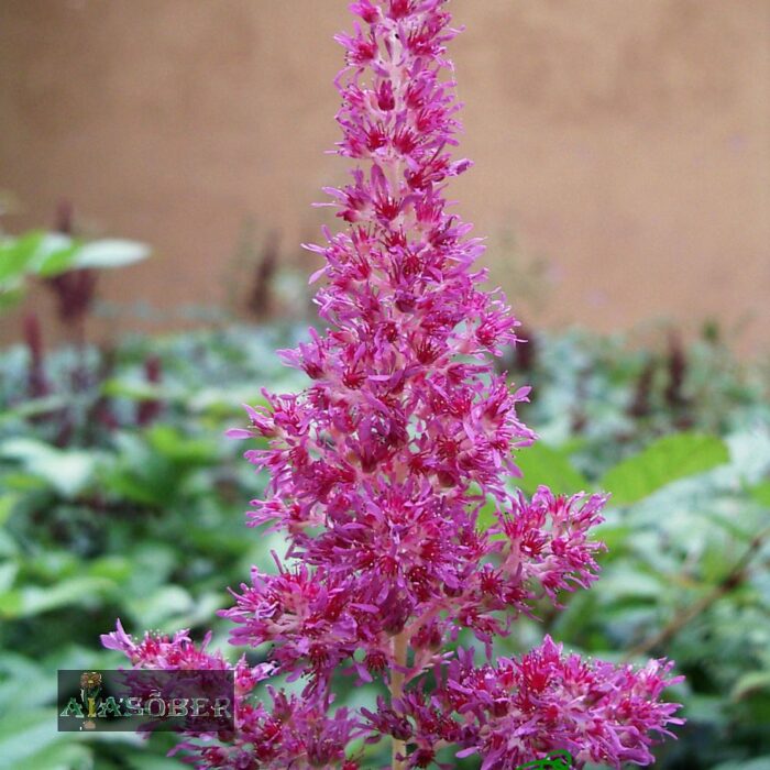 Jaapani astilbe 'Rheinland' - Image 4