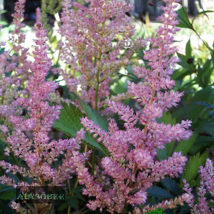 Lihtlehine astilbe  'H. Graafland' - Image 4