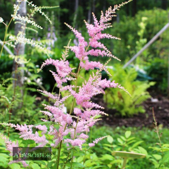 Thunbergi astilbe 'Straussenfeder'