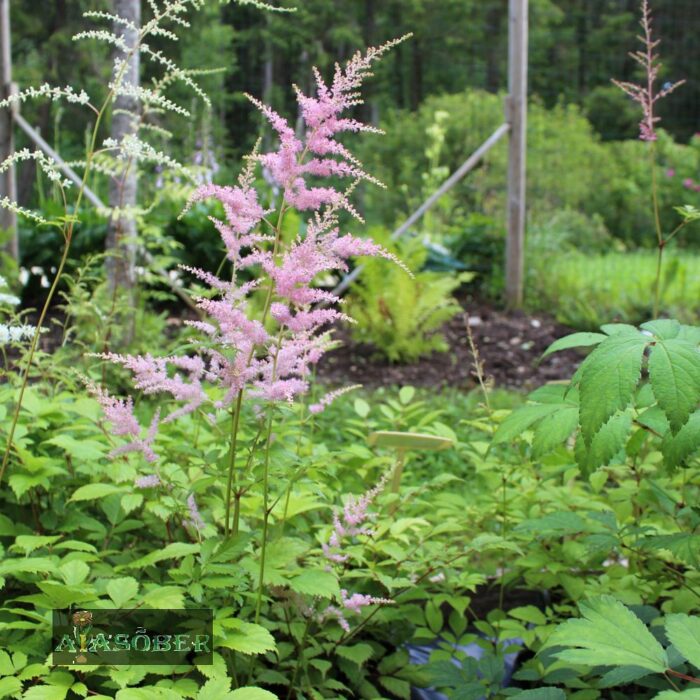 Thunbergi astilbe 'Straussenfeder' - Image 2