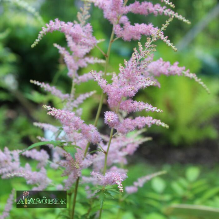 Thunbergi astilbe 'Straussenfeder' - Image 3