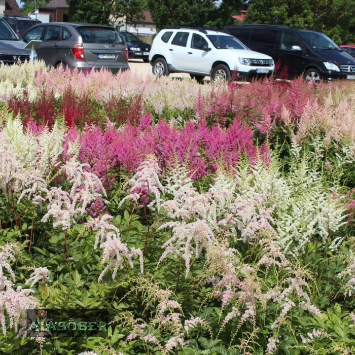 Thunbergi astilbe 'Straussenfeder' - Image 4