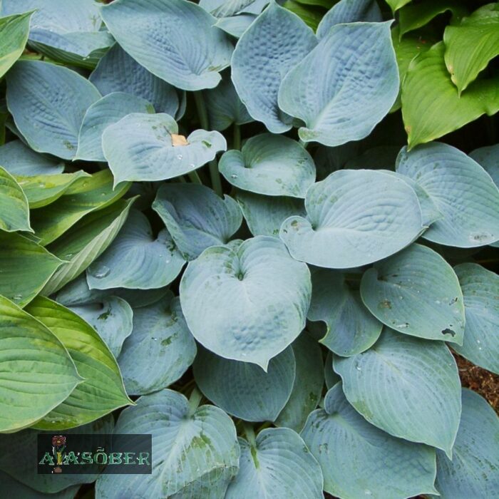 Hosta 'Bressingham Blue'