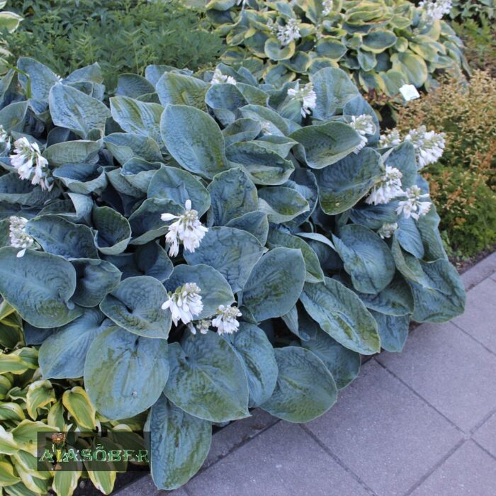 Hosta 'Bressingham Blue' - Image 2