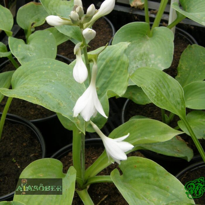 Hosta 'Bressingham Blue' - Image 3