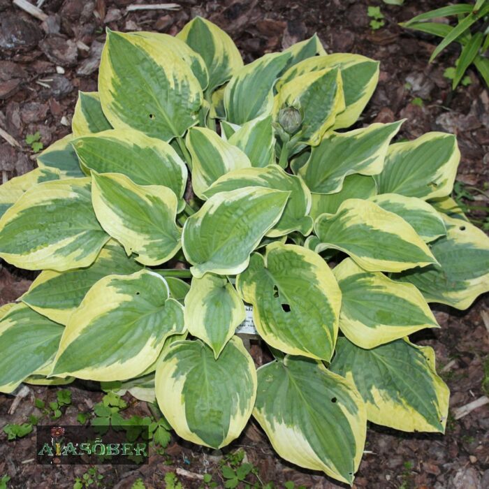 Hosta 'Wide Brim' - Image 3