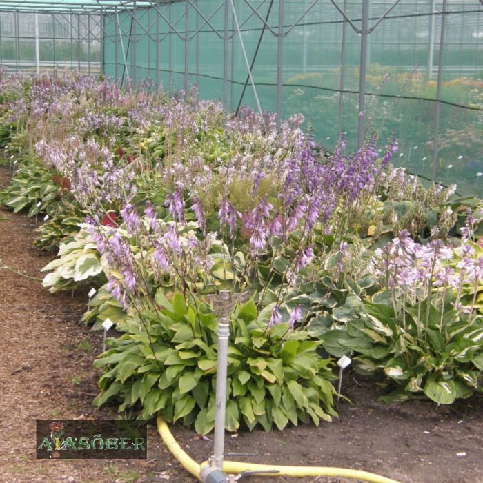 Hosta 'Wide Brim' - Image 4