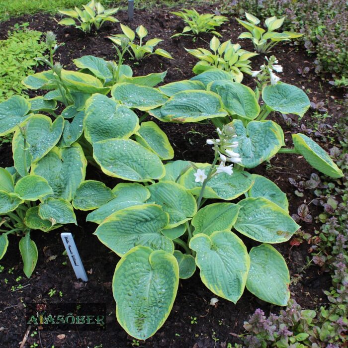 Sinihall hosta 'Frances Williams' - Image 2