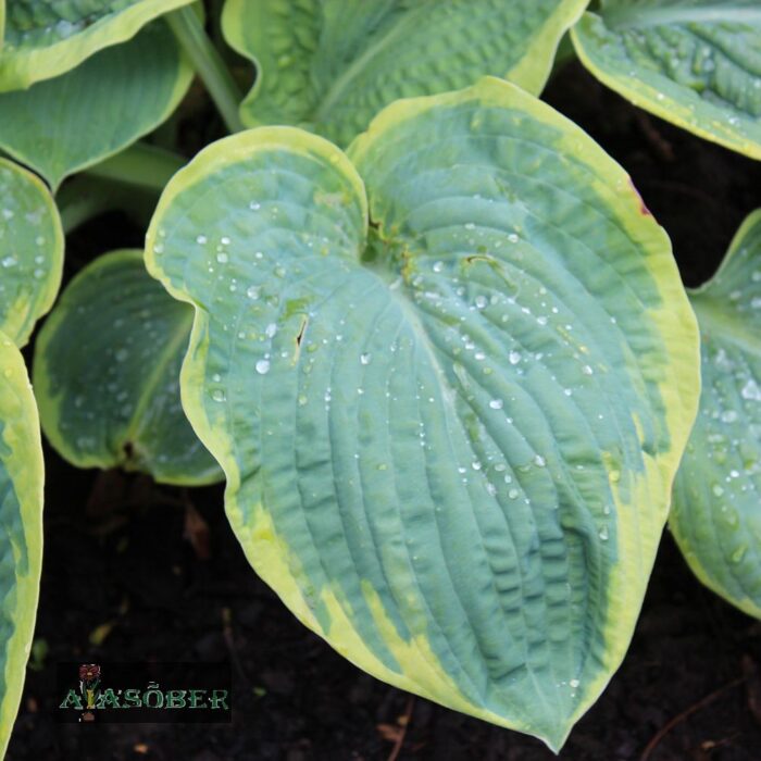 Sinihall hosta 'Frances Williams' - Image 3