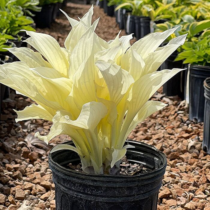 Hosta 'White Feather'