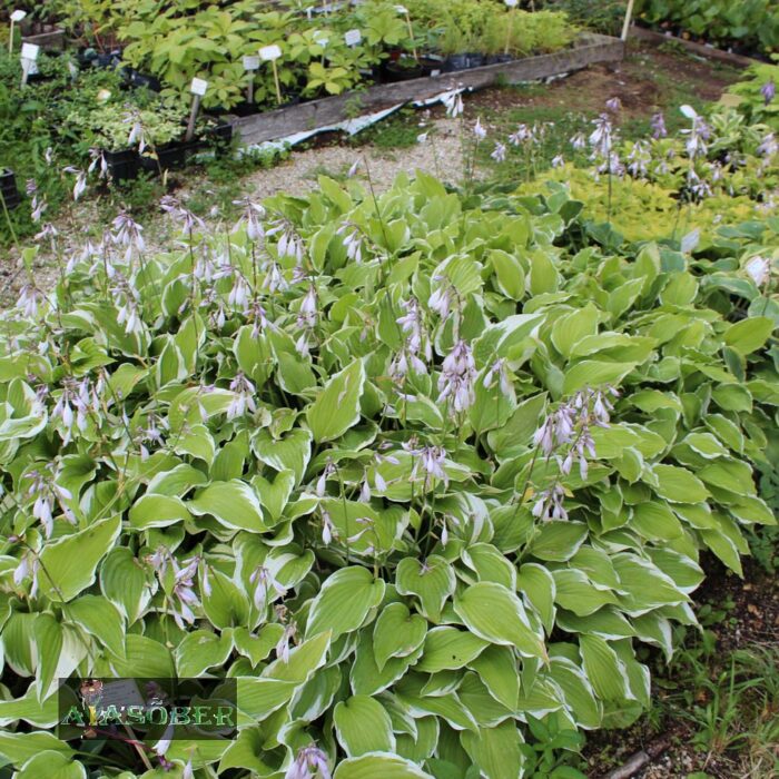 Lainjas hosta 'Undulata Albomarginata'