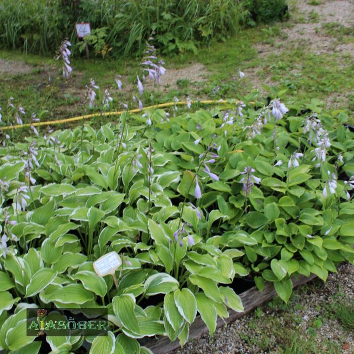 Lainjas hosta 'Undulata Albomarginata' - Image 2