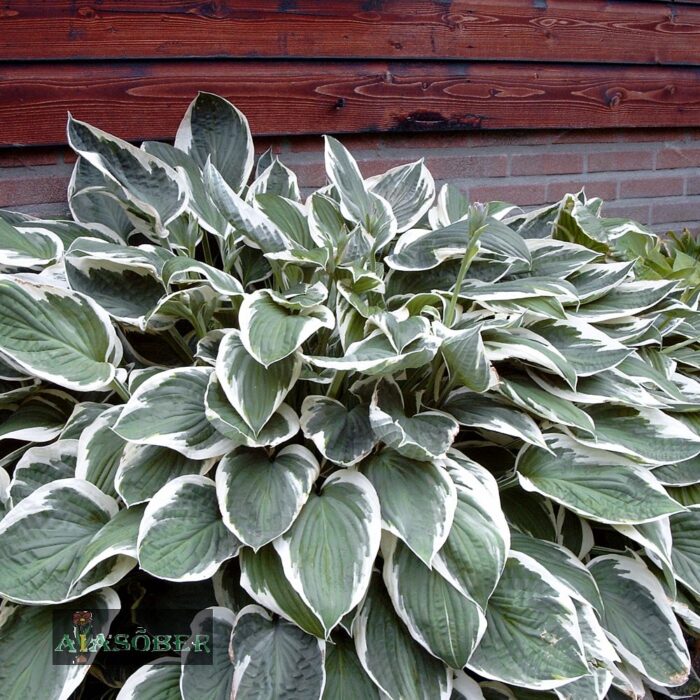 Lainjas hosta 'Undulata Albomarginata' - Image 3