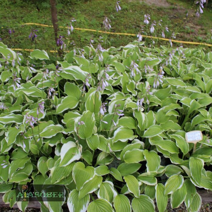 Lainjas hosta 'Undulata Albomarginata' - Image 4