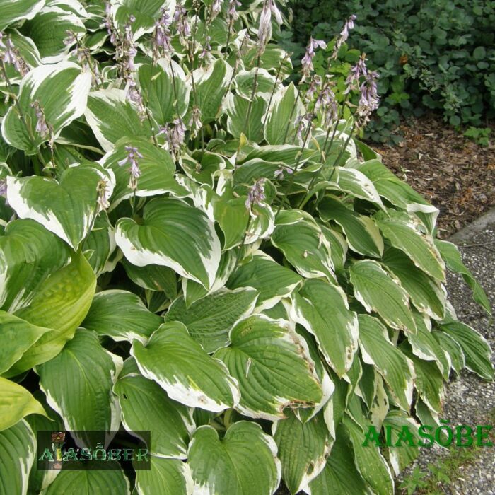 Fortune'i hosta 'Francee'