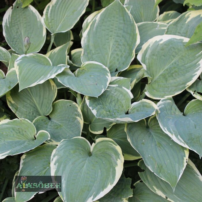 Fortune'i hosta 'Francee' - Image 2