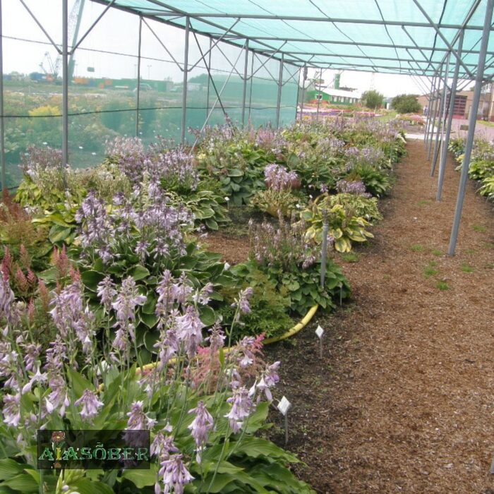 Fortune'i hosta 'Francee' - Image 4