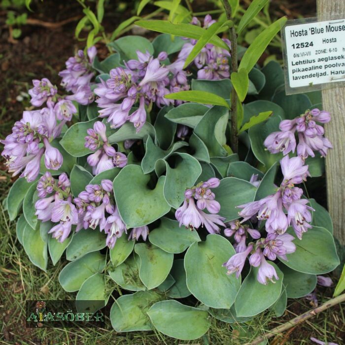 Hosta 'Blue Mouse Ears'