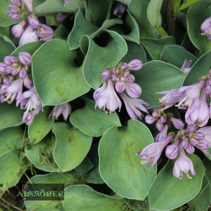 Hosta 'Blue Mouse Ears' - Image 2