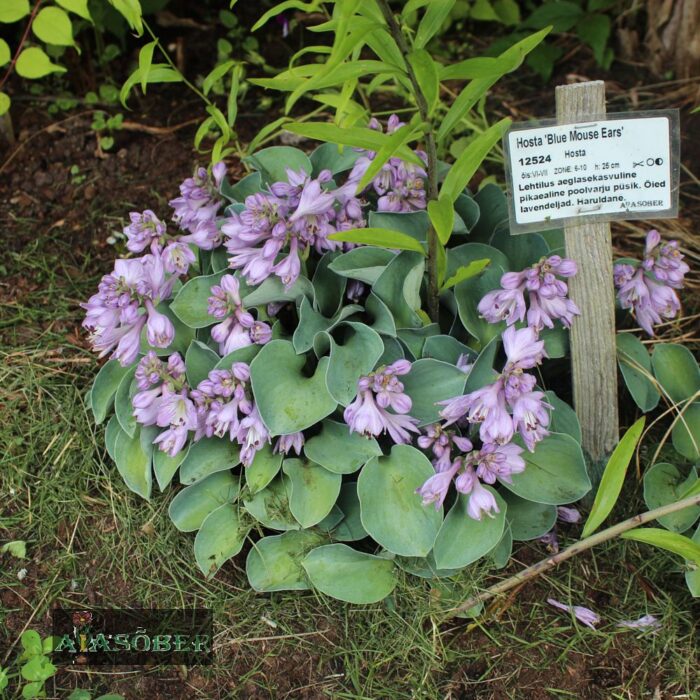 Hosta 'Blue Mouse Ears' - Image 3