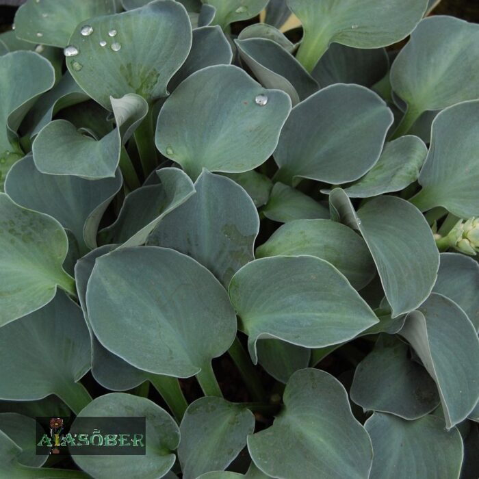 Hosta 'Blue Mouse Ears' - Image 4