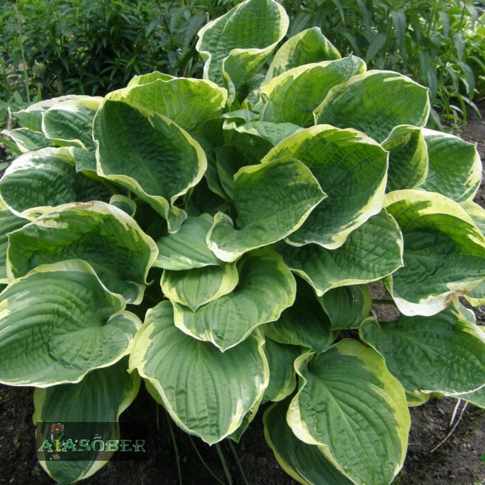 Hosta 'Christmas Tree'