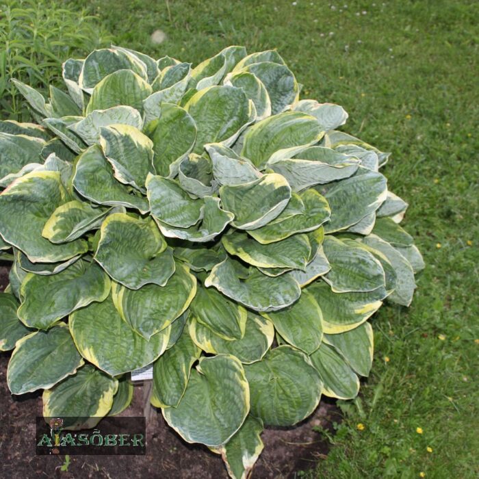 Hosta 'Christmas Tree' - Image 2