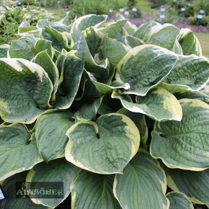 Hosta 'Christmas Tree' - Image 3