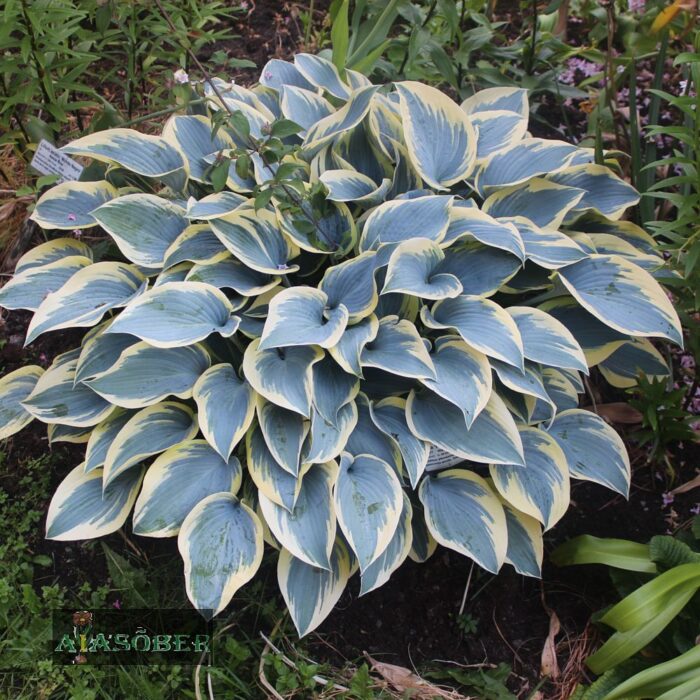 Hosta 'First Frost'