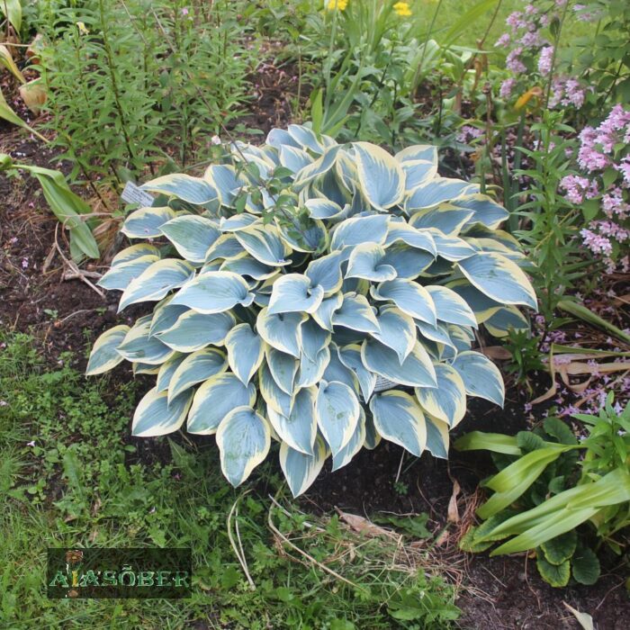 Hosta 'First Frost' - Image 2