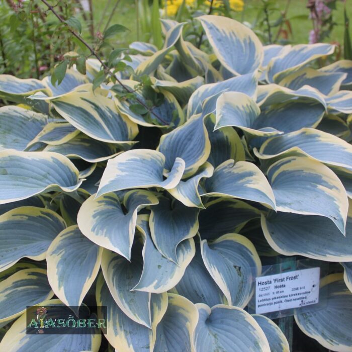 Hosta 'First Frost' - Image 3