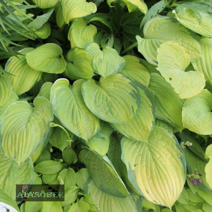 Hosta 'Guacamole'