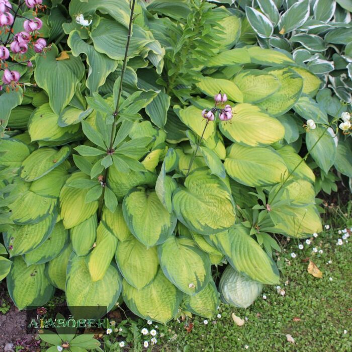 Hosta 'Guacamole' - Image 2