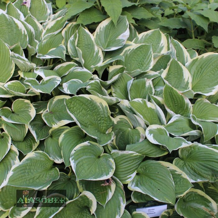 Hosta 'Antioch'