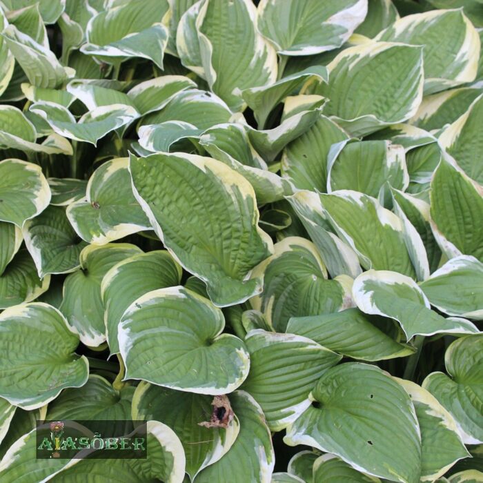 Hosta 'Antioch' - Image 2