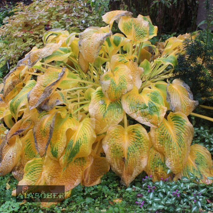 Hosta 'Antioch' - Image 3