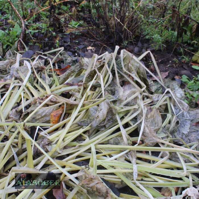 Hosta 'Antioch' - Image 4