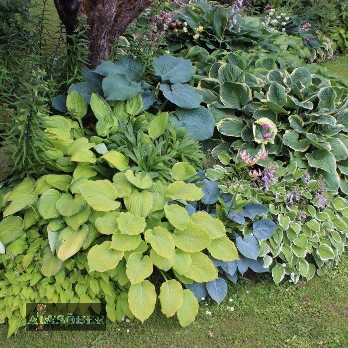 Hosta 'August Moon'