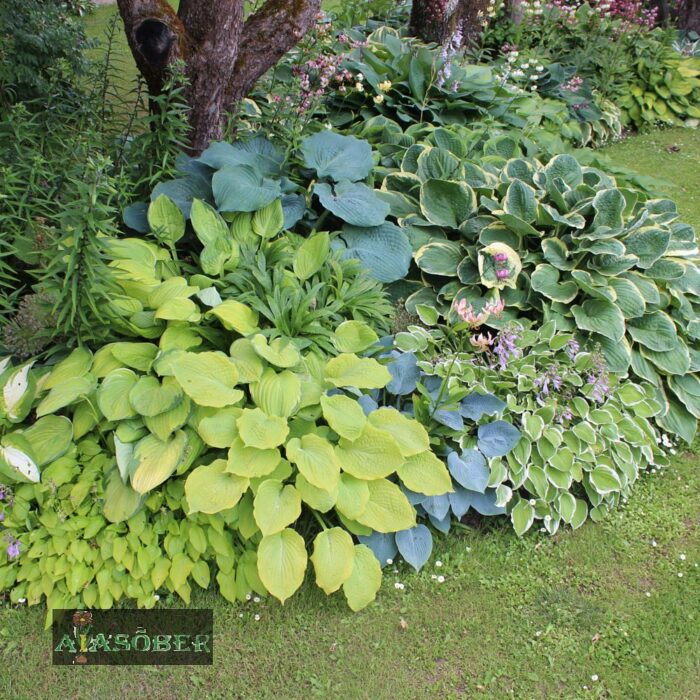 Hosta 'August Moon' - Image 2