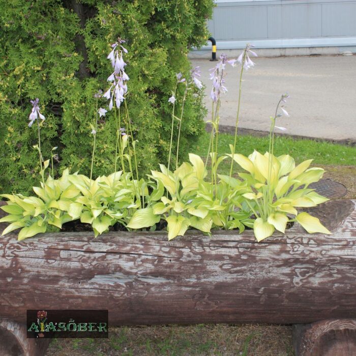 Hosta 'August Moon' - Image 3