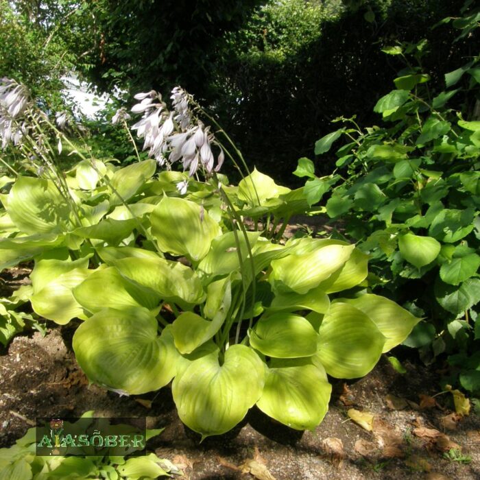 Hosta 'August Moon' - Image 4