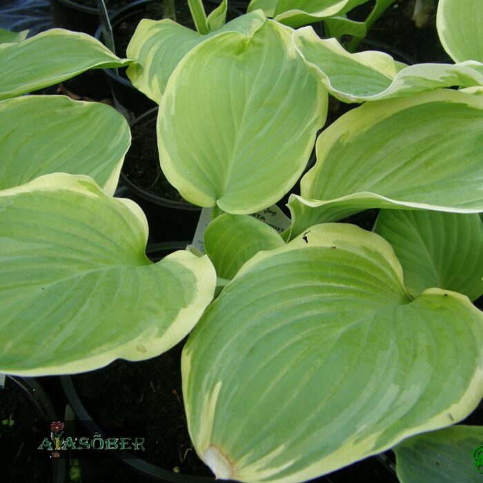 Hosta 'Fragrant Bouquet'