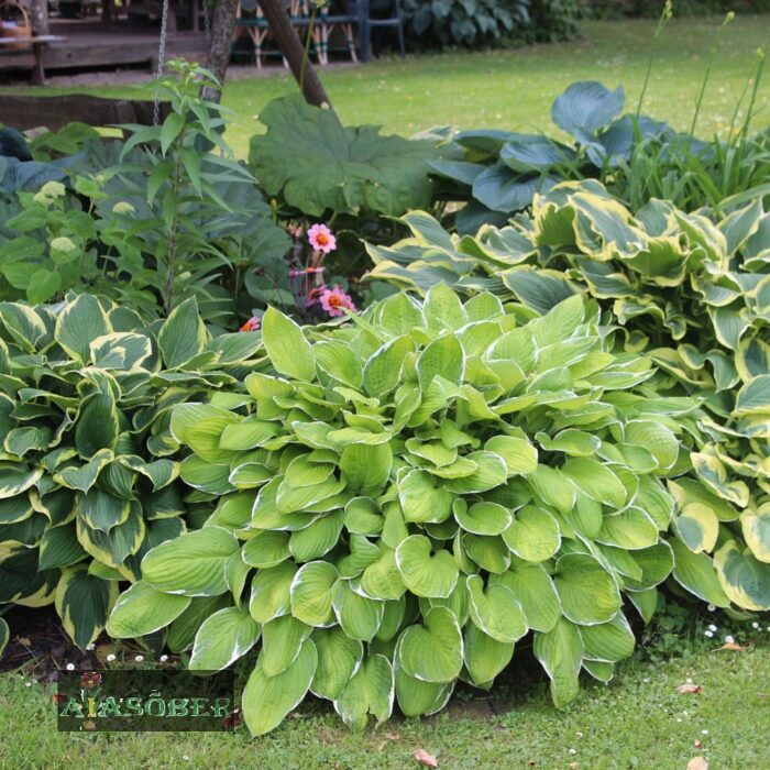 Hosta 'Fragrant Bouquet' - Image 2