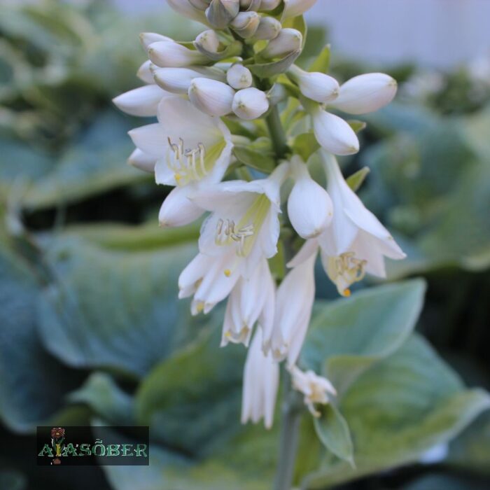 Hosta 'Abiqua Drinking Gourd'