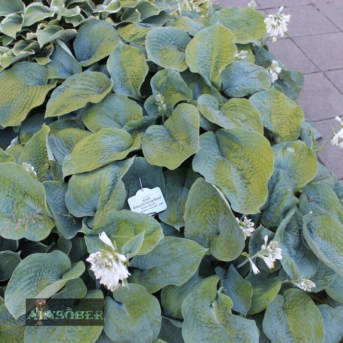 Hosta 'Abiqua Drinking Gourd' - Image 2